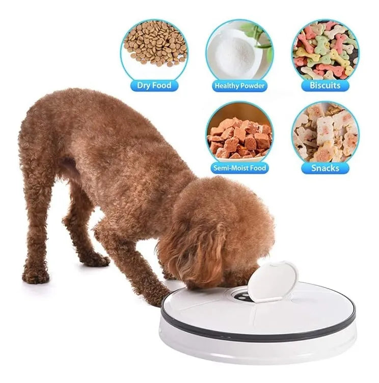 Alimentador Automatico Para Mascotas Timed Feeder Para Dispensar Comida En Horarios Establecidos 6 Raciones