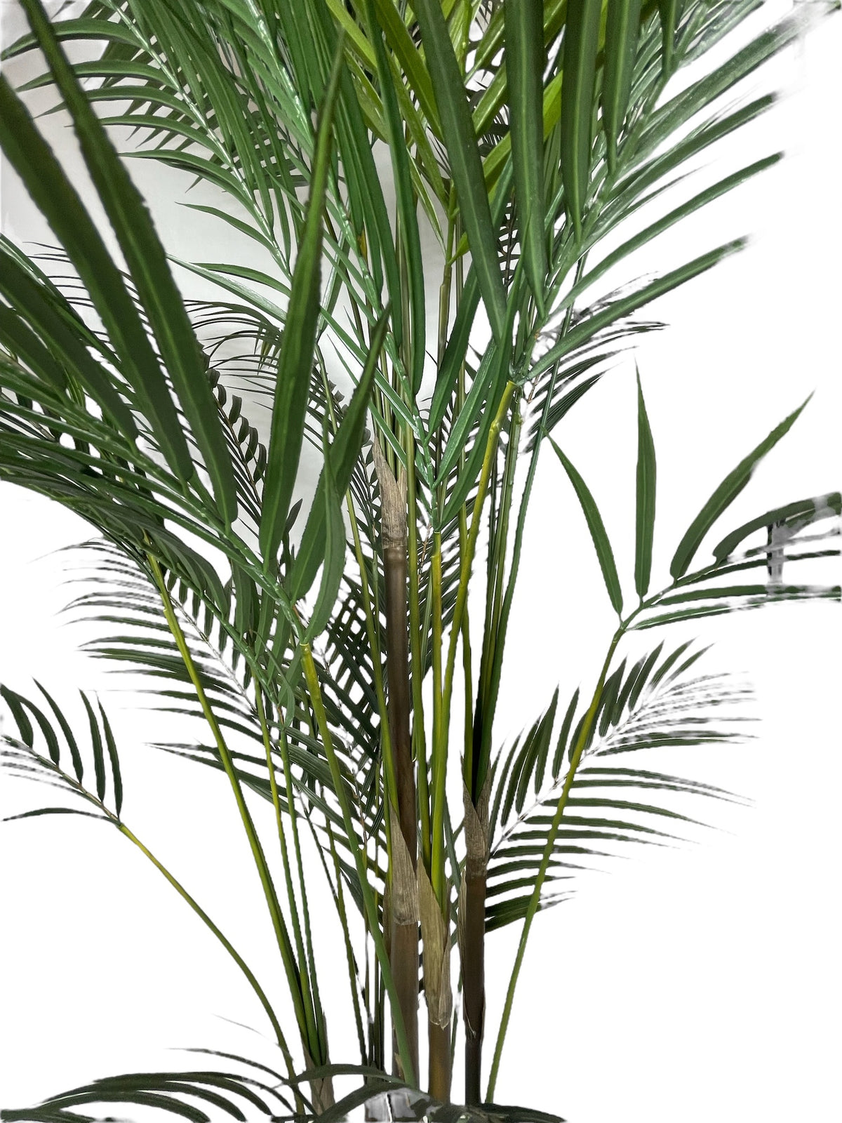 Palmera Areca Fina Corel G3780431-48-PTGR