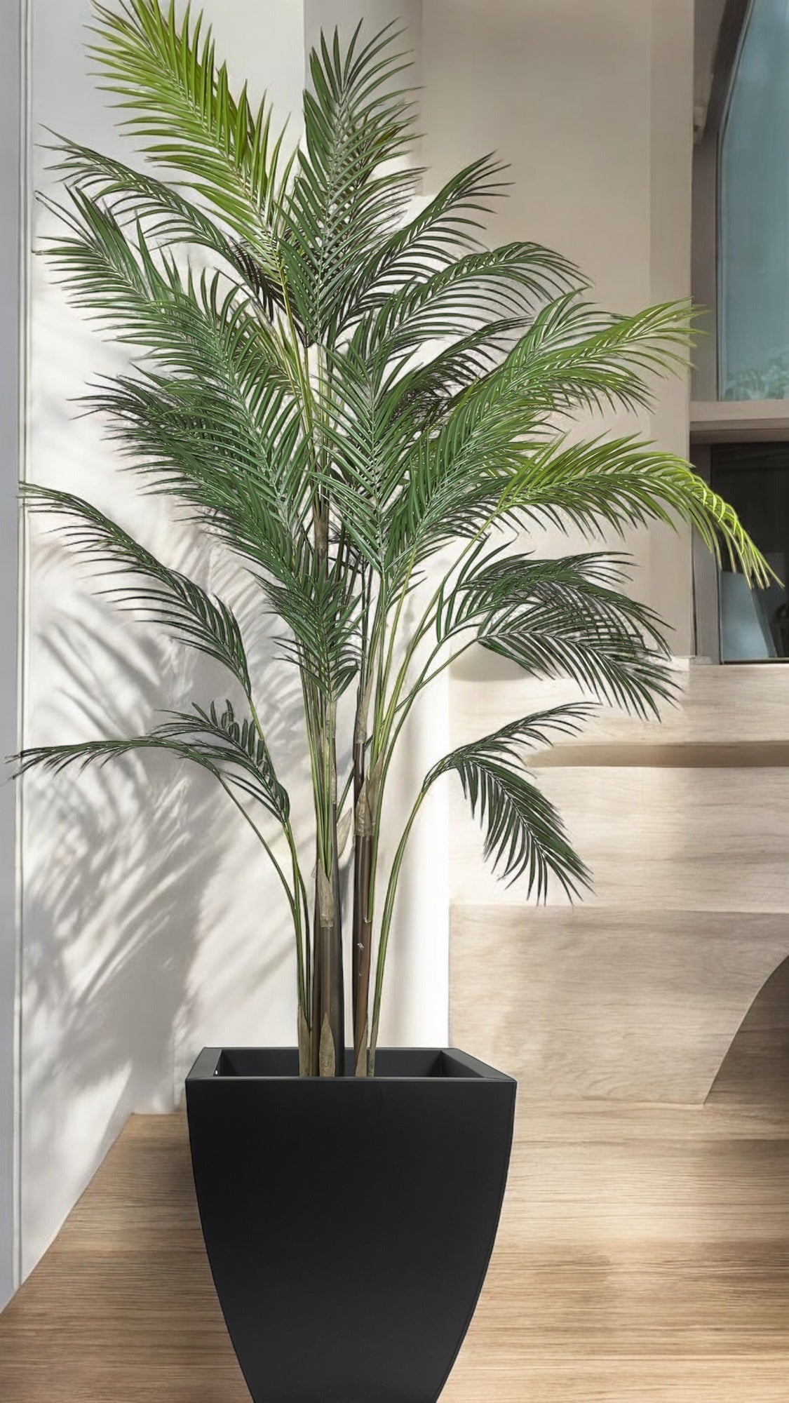 Palmera Areca Fina Corel G3780431-48-PTGR