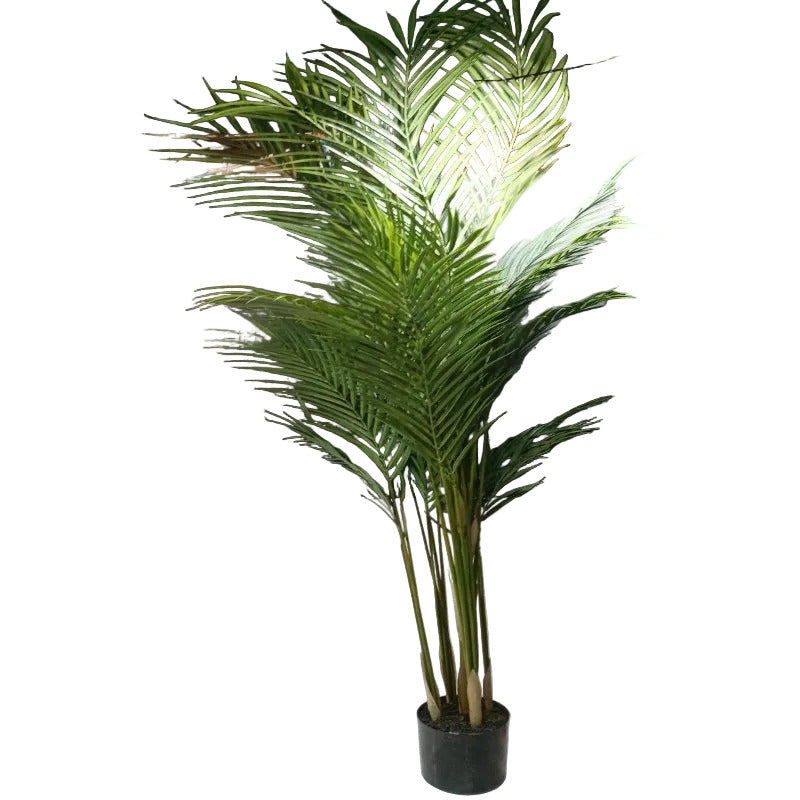 Palmera Areca Fina Corel G3780431-48-PTGR