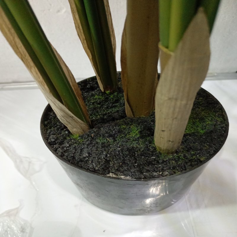 Palmera Areca Fina Corel G3780431-48-PTGR