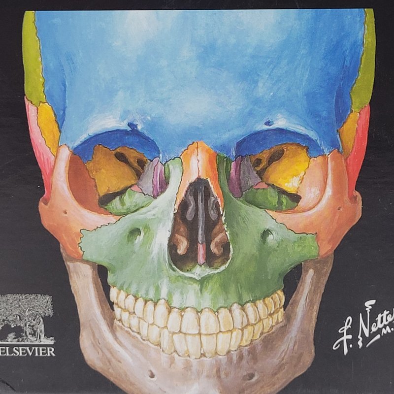 Flashcards de Anatomía Netter - John T. Hansen - 6ª Edición