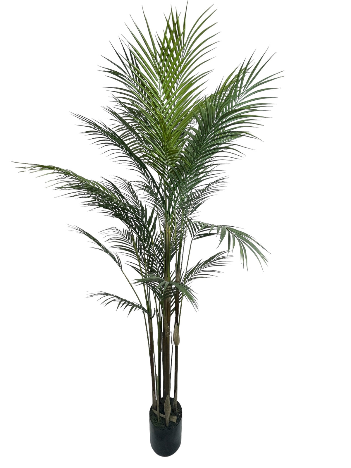 Palmera Areca Fina Corel G3780431-48-PTGR