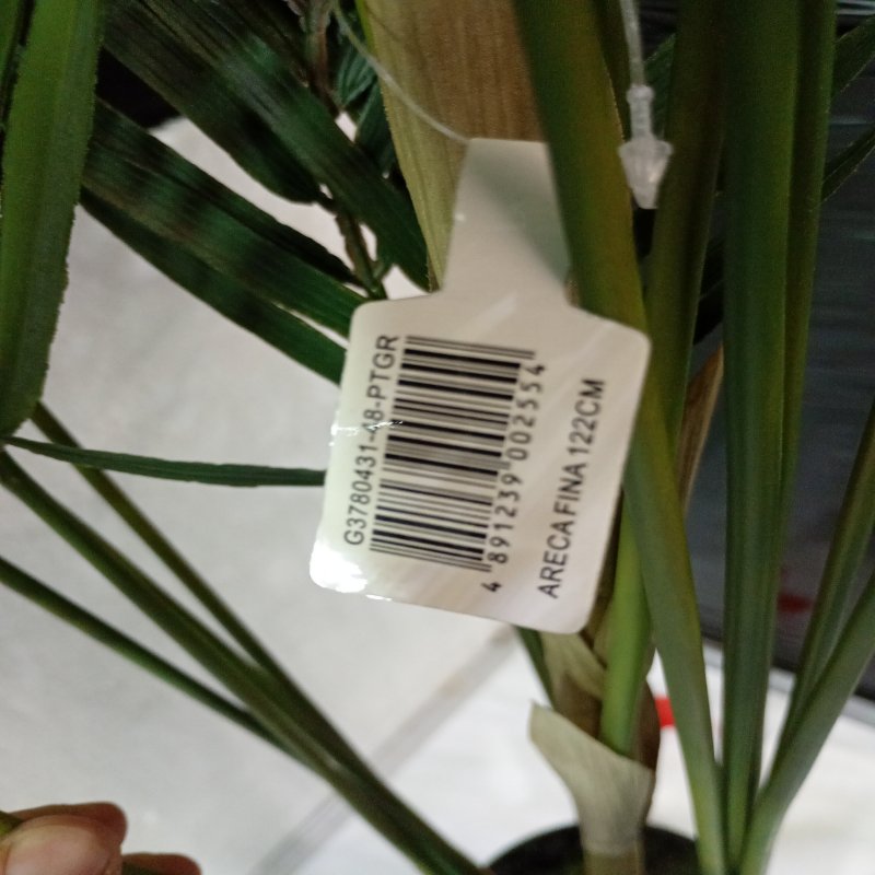 Palmera Areca Fina Corel G3780431-48-PTGR