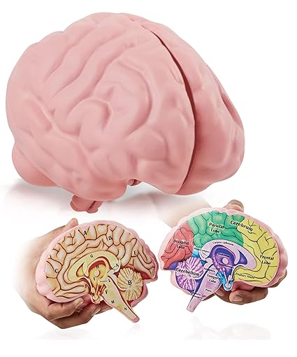 Cerebro Humano Didactico Foam Brain Educational Model Rosado